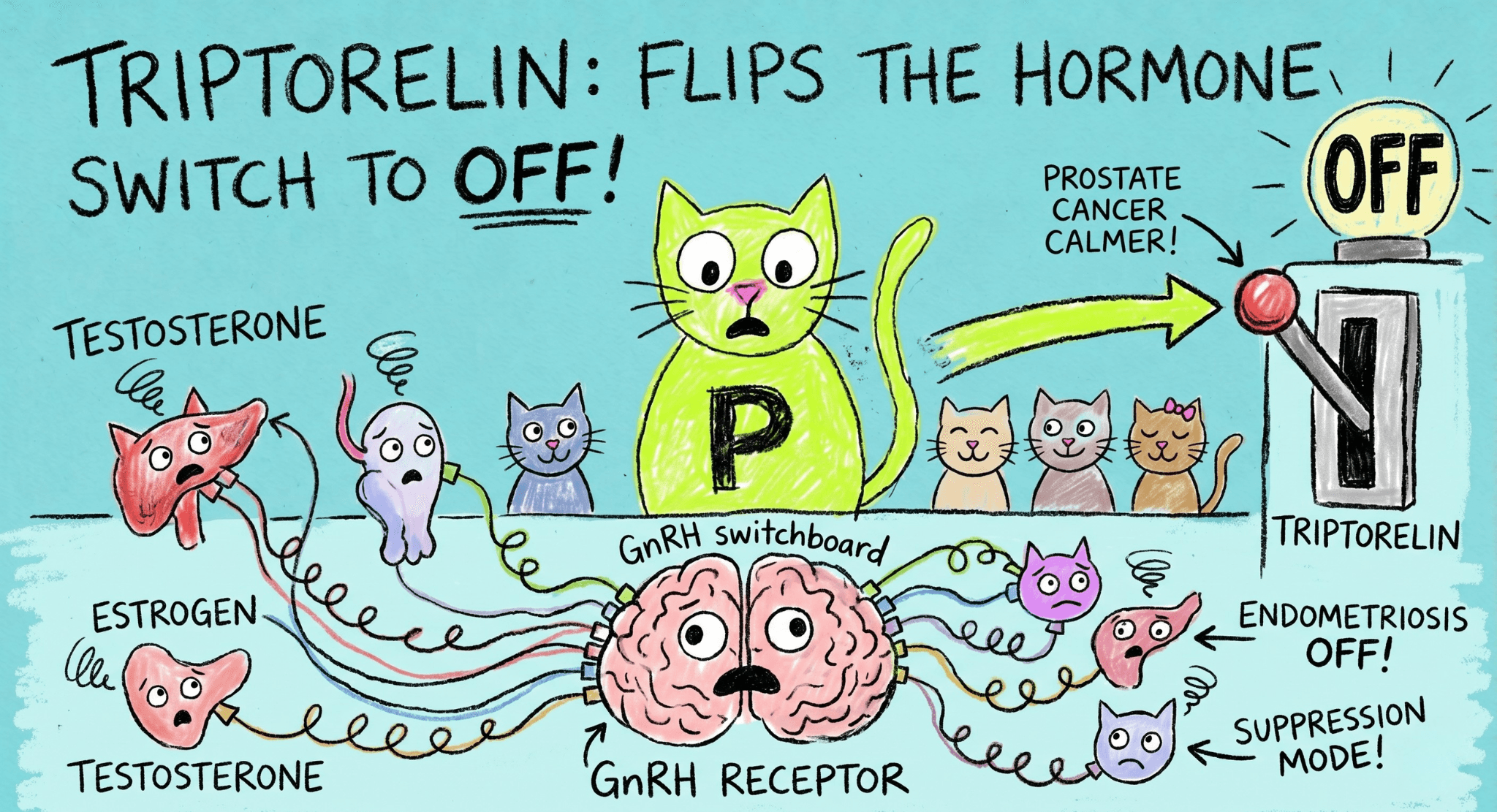 Triptorelin illustration