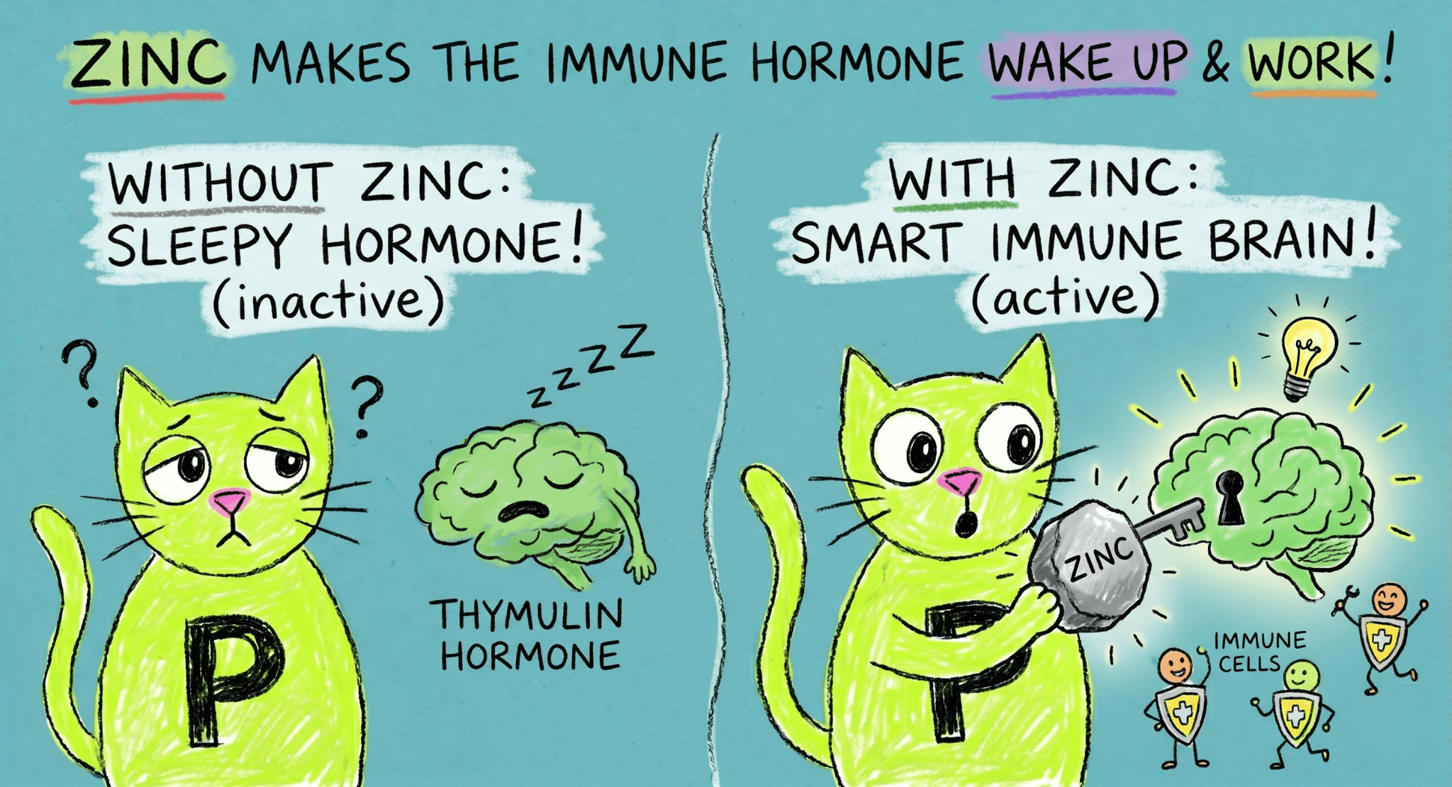 Zinc Thymulin illustration